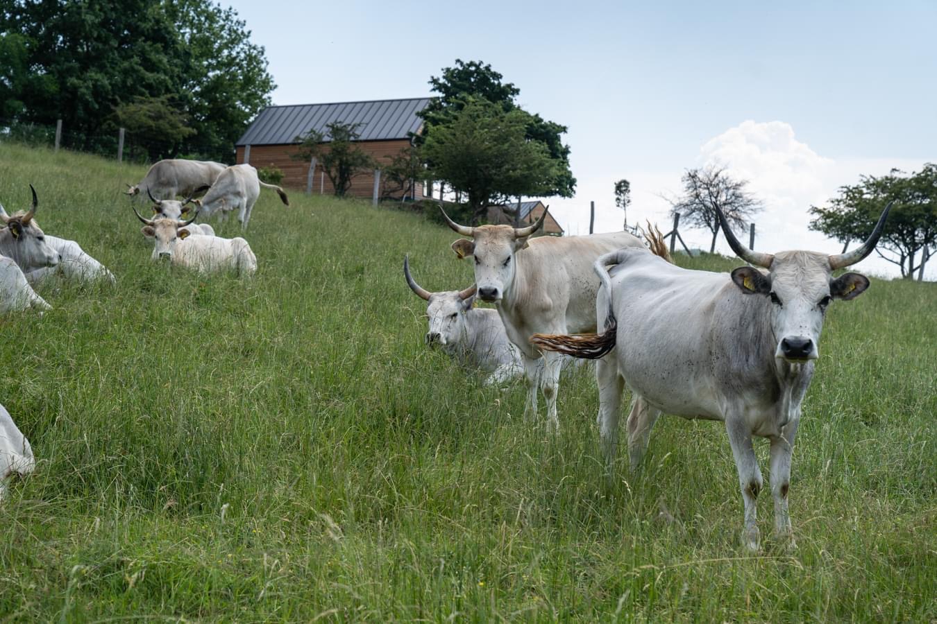 Pihenés közben a Balaton és a Szürkemarhákba látkép